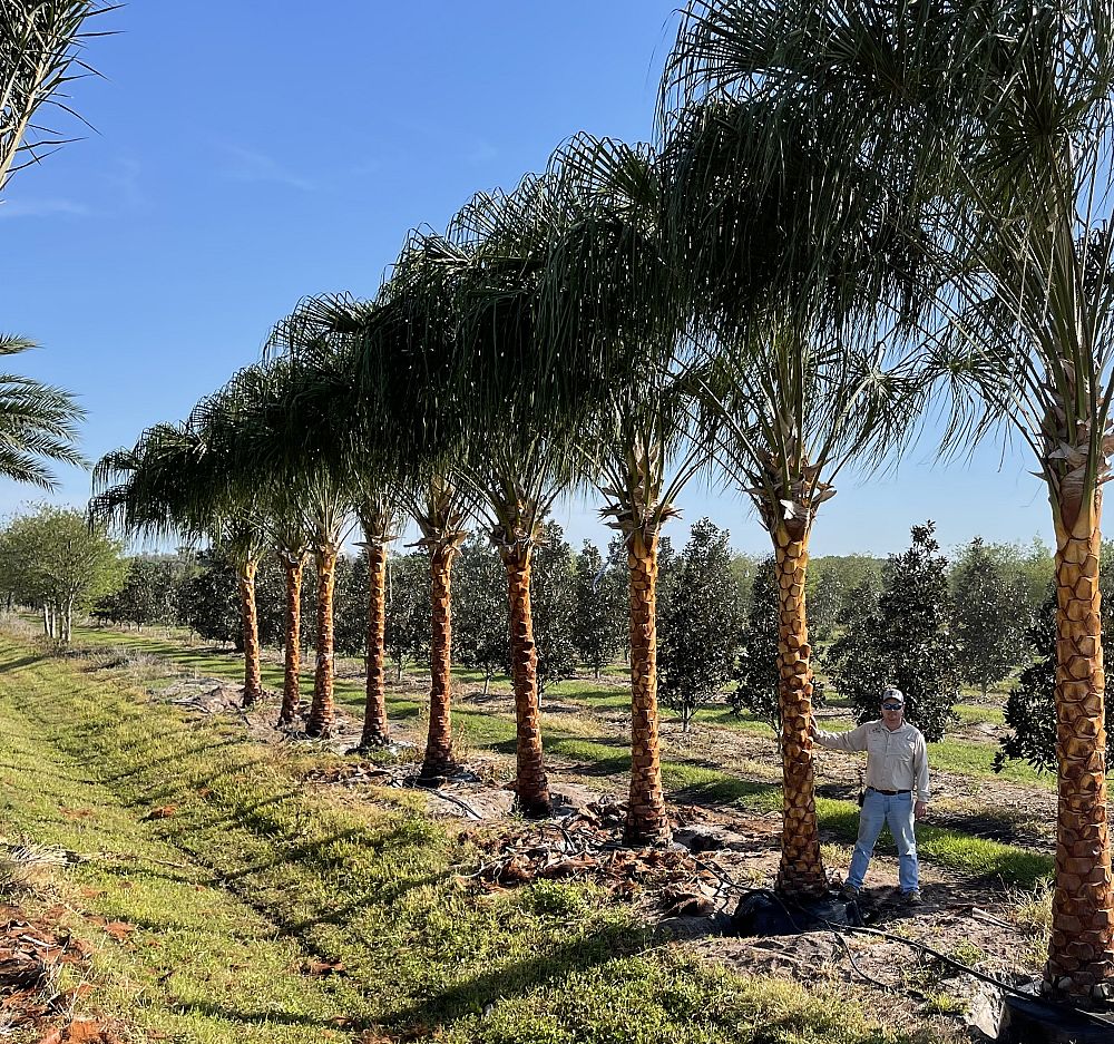 livistona-decora-ribbon-fan-palm-weeping-cabbage-palm
