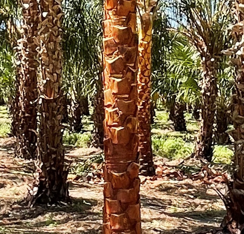 livistona-decora-ribbon-fan-palm-weeping-cabbage-palm