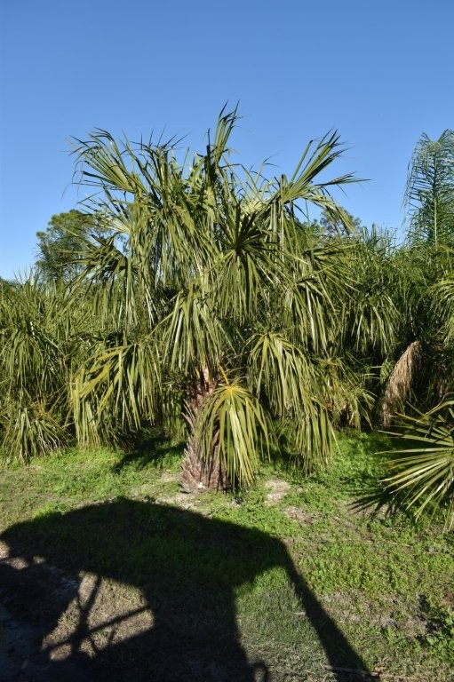 livistona-decora-ribbon-fan-palm-weeping-cabbage-palm