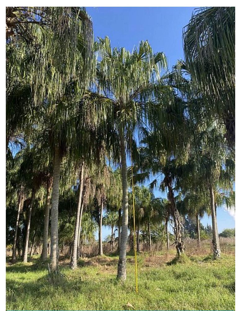 livistona-decora-ribbon-fan-palm-weeping-cabbage-palm