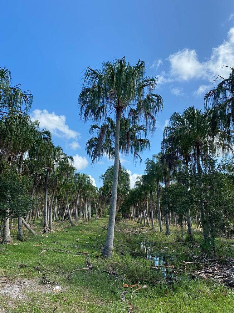 livistona-decora-ribbon-fan-palm-weeping-cabbage-palm
