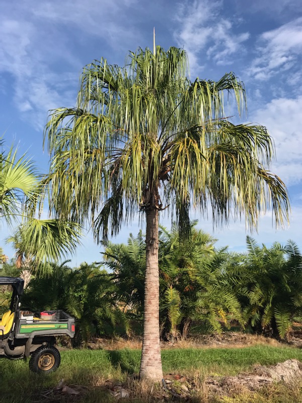 livistona-decora-ribbon-fan-palm-weeping-cabbage-palm