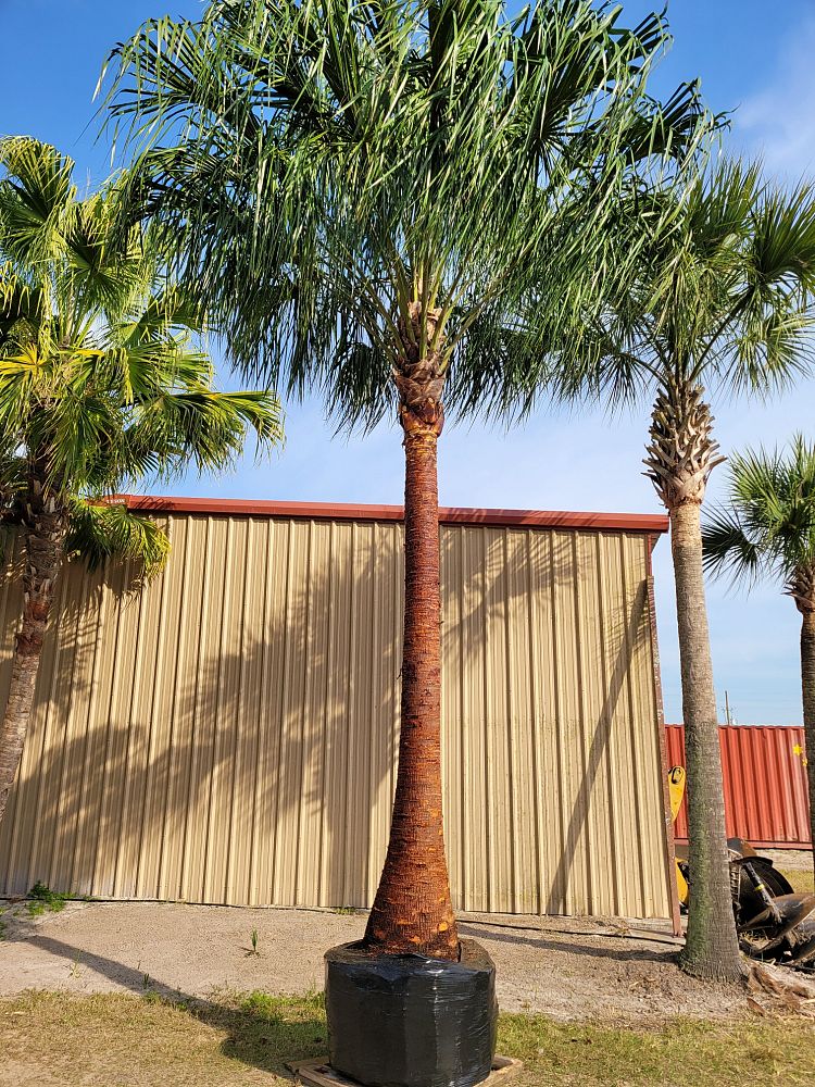 livistona-decora-ribbon-fan-palm-weeping-cabbage-palm