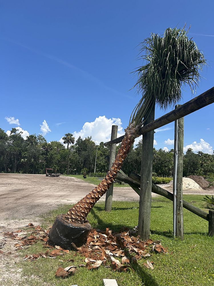 livistona-decora-ribbon-fan-palm-weeping-cabbage-palm