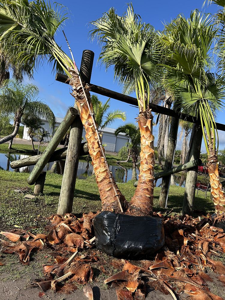 livistona-decora-ribbon-fan-palm-weeping-cabbage-palm