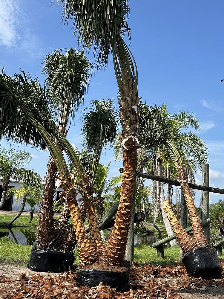 livistona-decora-ribbon-fan-palm-weeping-cabbage-palm