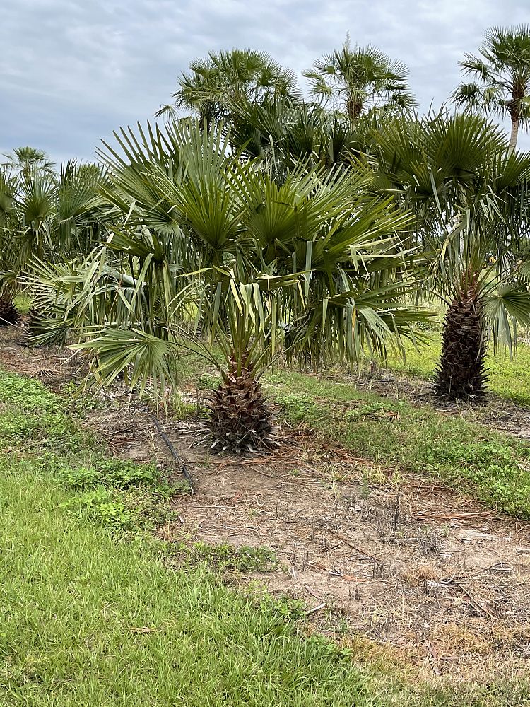 livistona-fulva-blackdown-tableland-palm