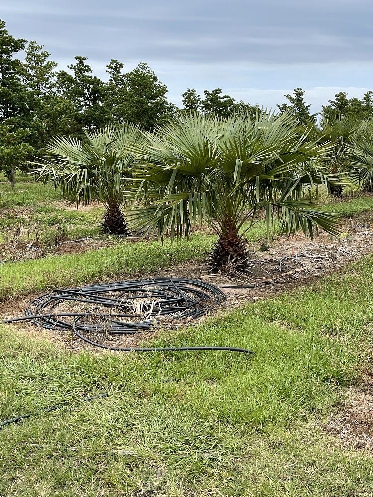livistona-fulva-blackdown-tableland-palm