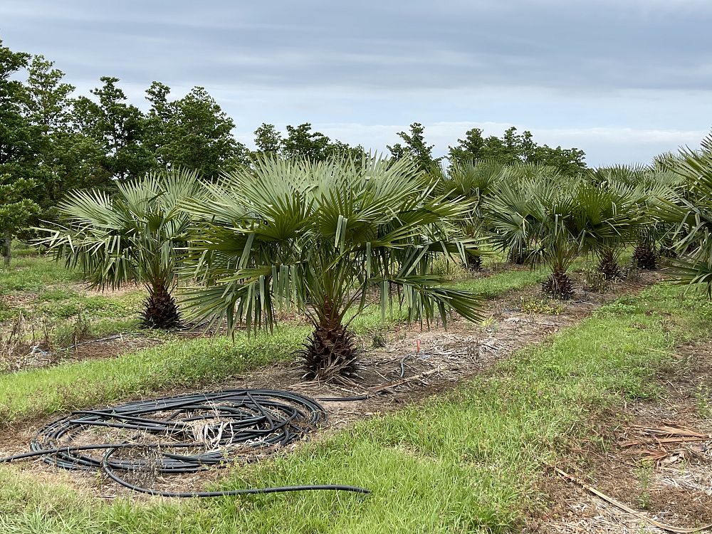livistona-fulva-blackdown-tableland-palm