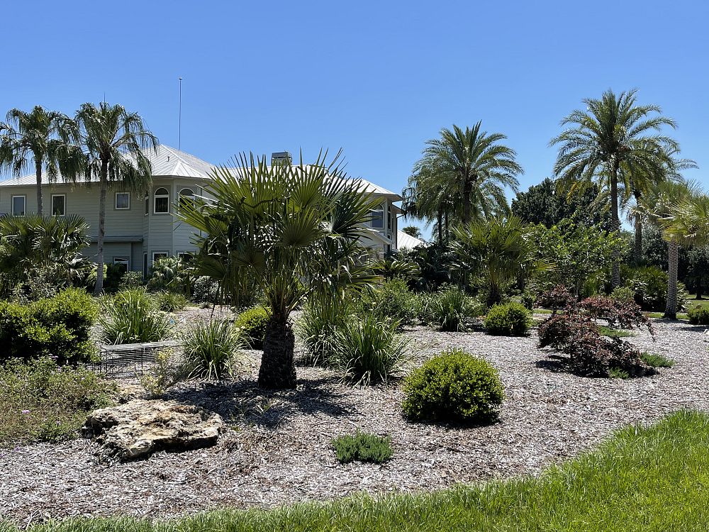 livistona-fulva-blackdown-tableland-palm