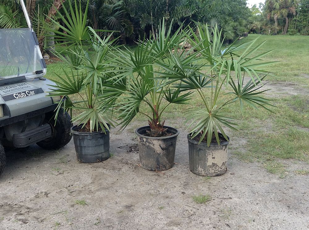 livistona-nitida-carnarvon-fan-palm