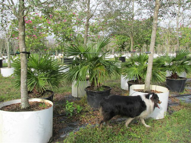 livistona-nitida-carnarvon-fan-palm