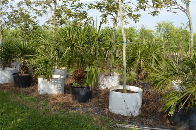livistona-nitida-carnarvon-fan-palm