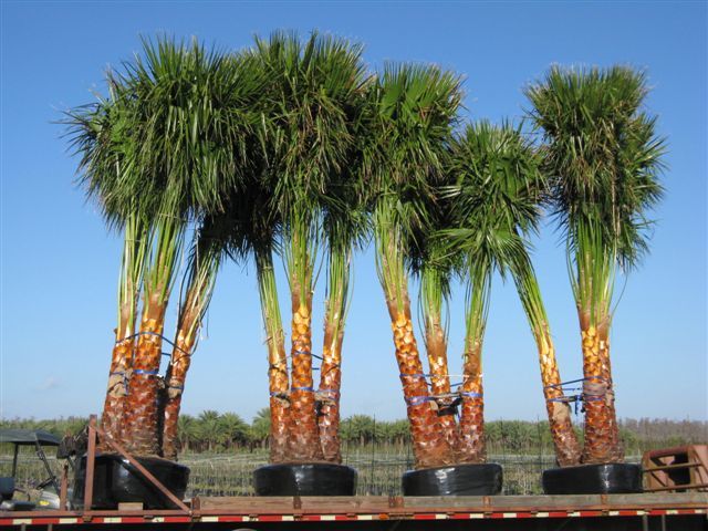 livistona-nitida-carnarvon-fan-palm