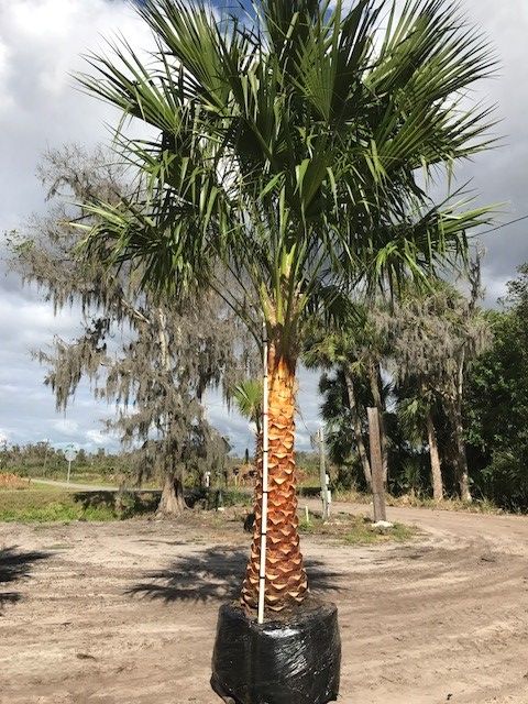 livistona-nitida-carnarvon-fan-palm