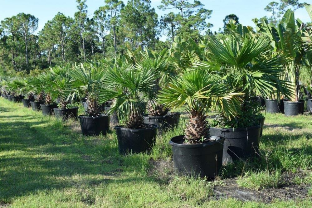 livistona-nitida-carnarvon-fan-palm