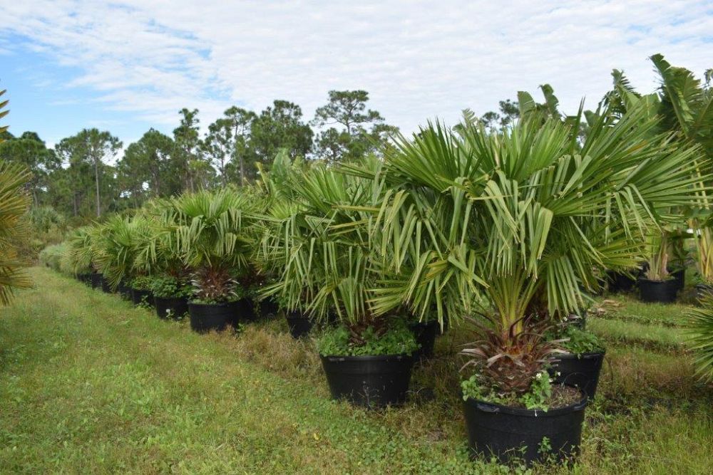 livistona-nitida-carnarvon-fan-palm