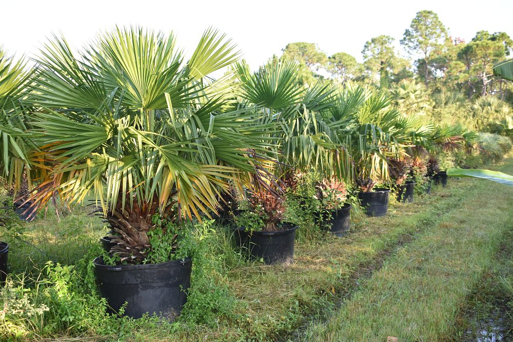 livistona-nitida-carnarvon-fan-palm