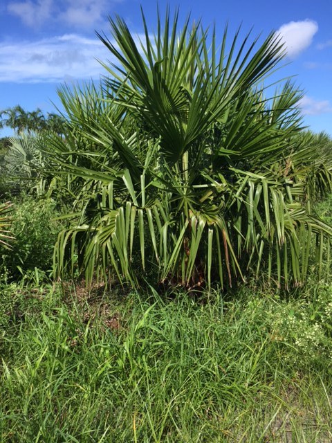 livistona-nitida-carnarvon-fan-palm