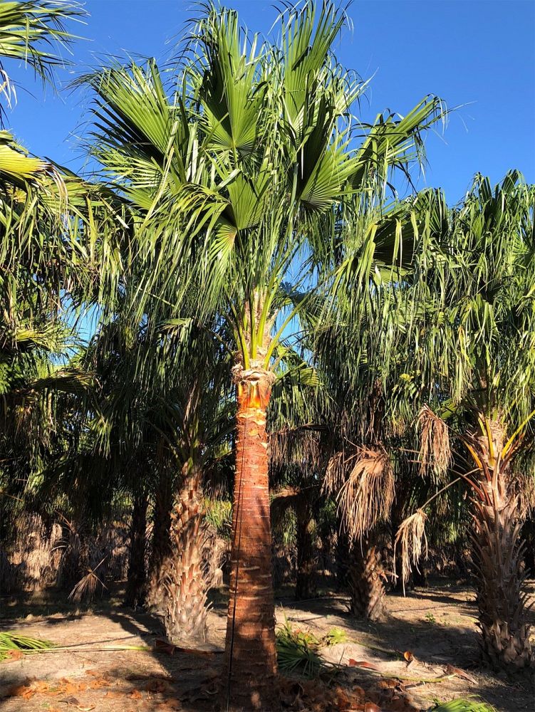 livistona-nitida-carnarvon-fan-palm