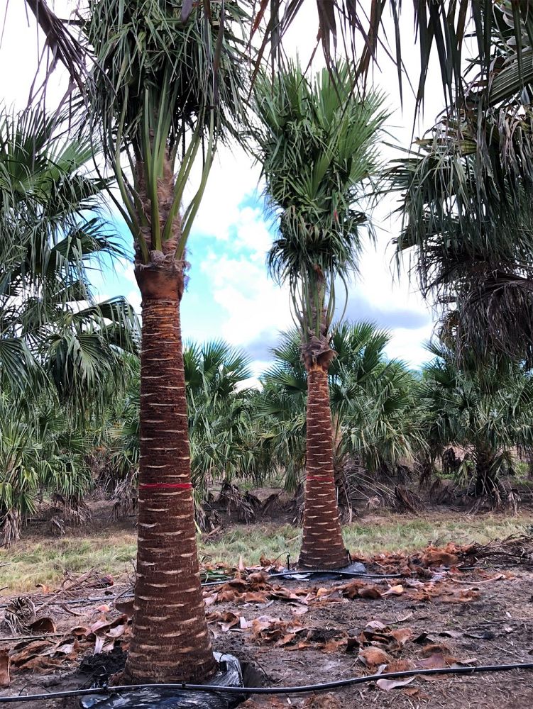 livistona-nitida-carnarvon-fan-palm