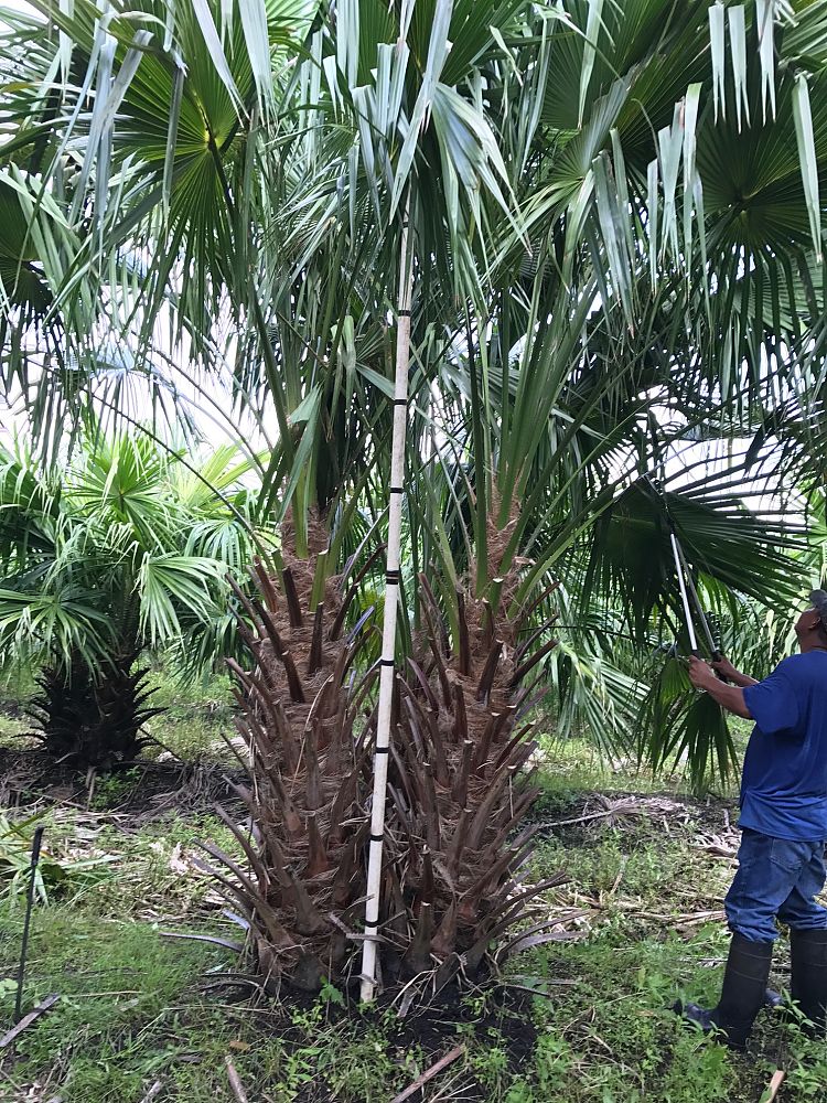 livistona-nitida-carnarvon-fan-palm