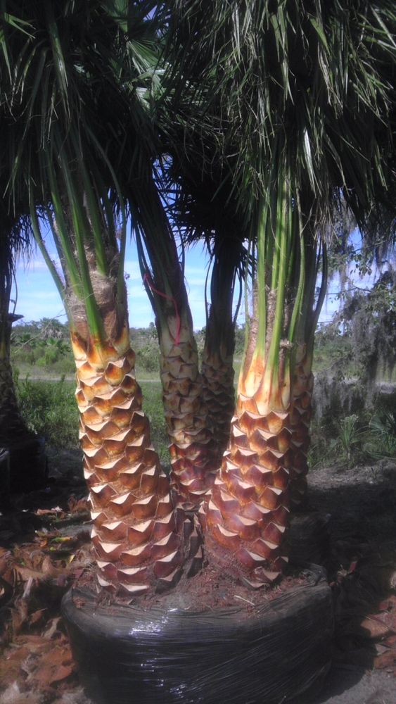 livistona-nitida-carnarvon-fan-palm