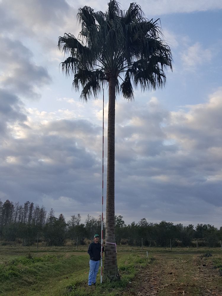 livistona-nitida-carnarvon-fan-palm