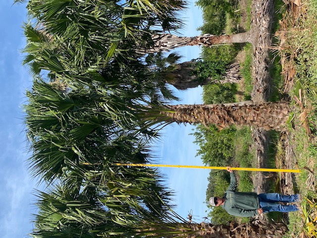 livistona-nitida-carnarvon-fan-palm