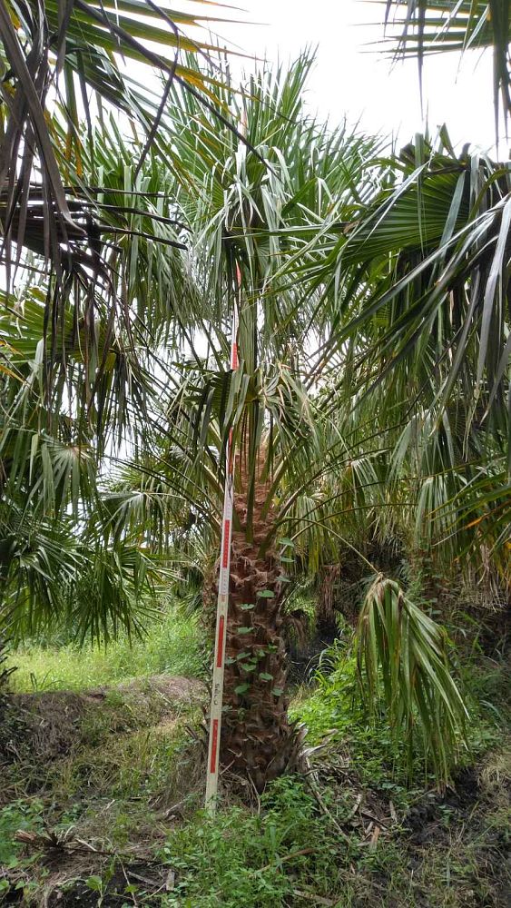 livistona-nitida-carnarvon-fan-palm