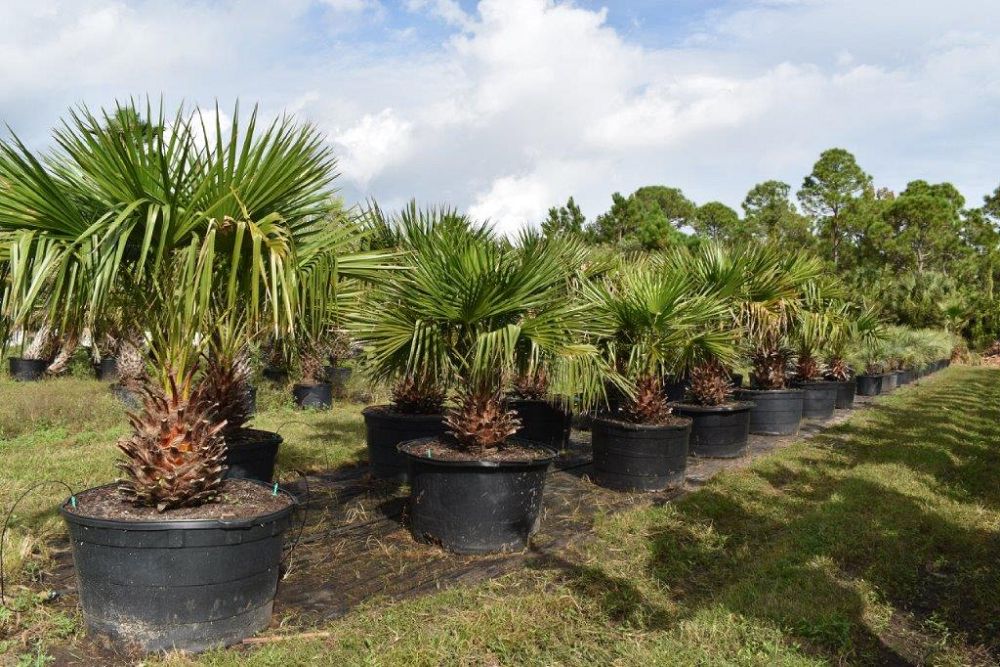 livistona-nitida-carnarvon-fan-palm