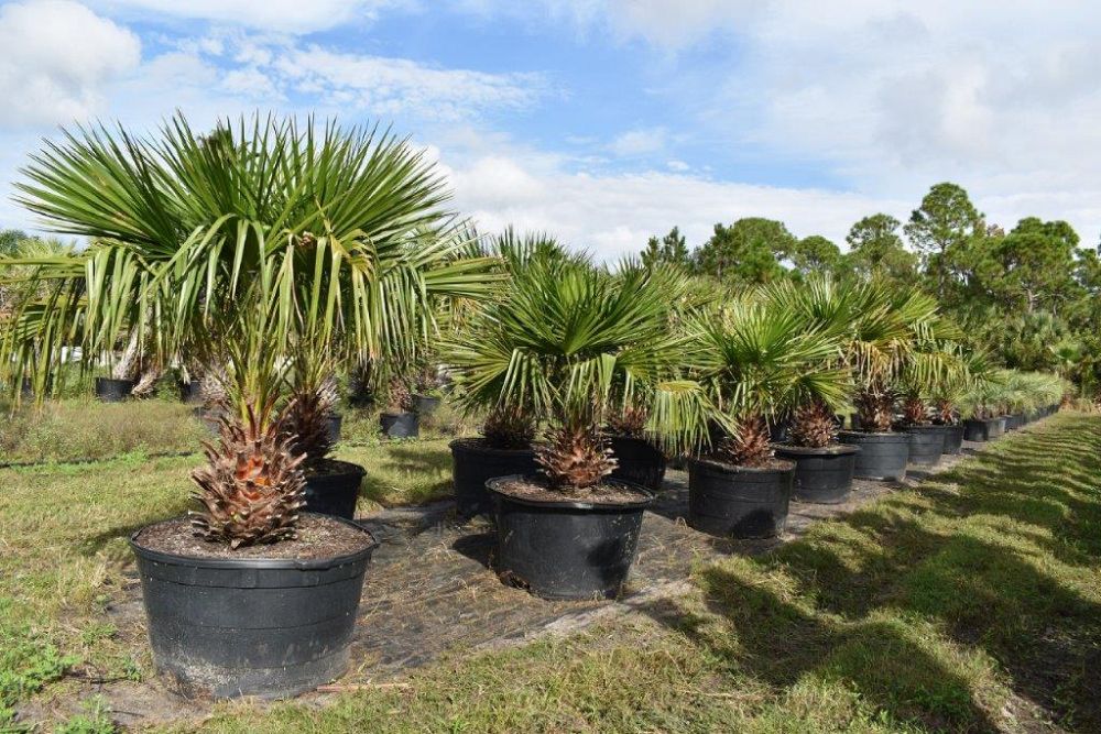livistona-nitida-carnarvon-fan-palm