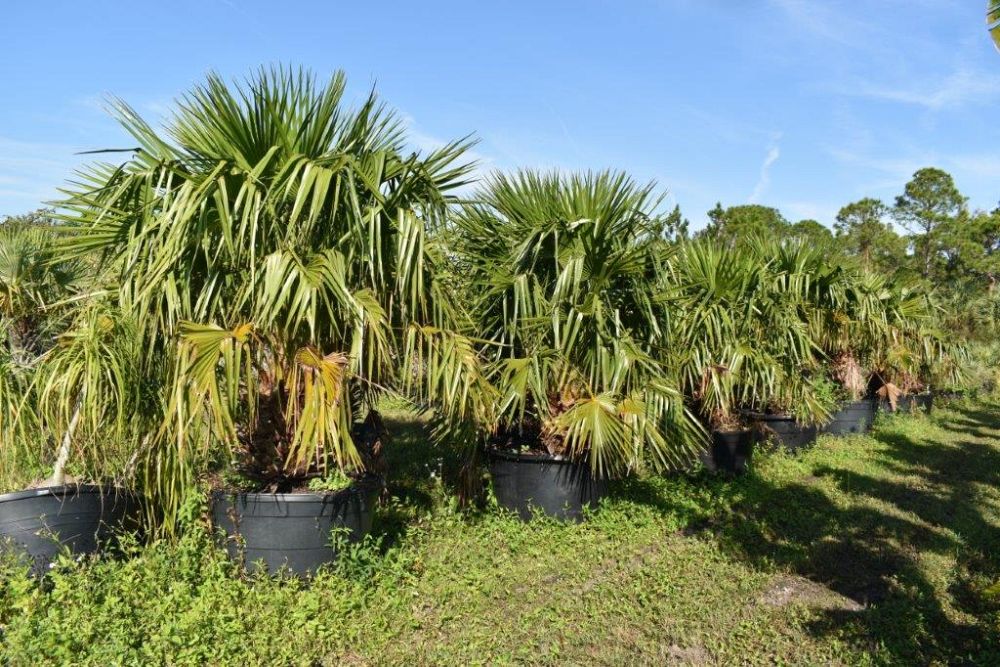 livistona-nitida-carnarvon-fan-palm