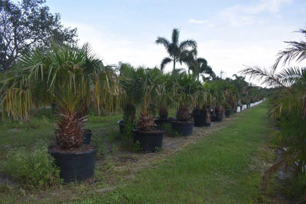 livistona-nitida-carnarvon-fan-palm
