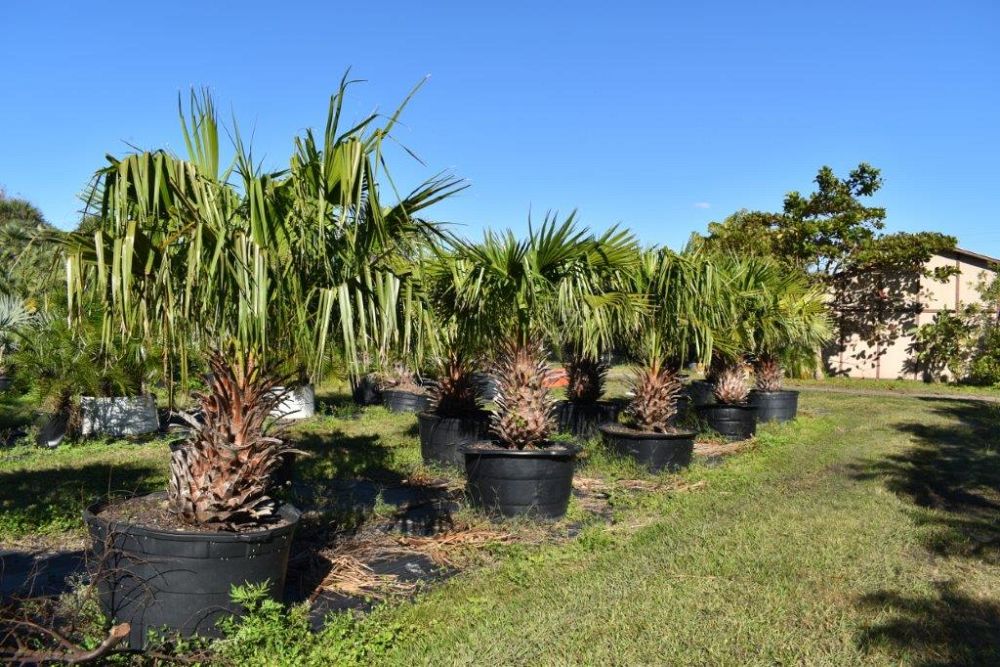 livistona-nitida-carnarvon-fan-palm