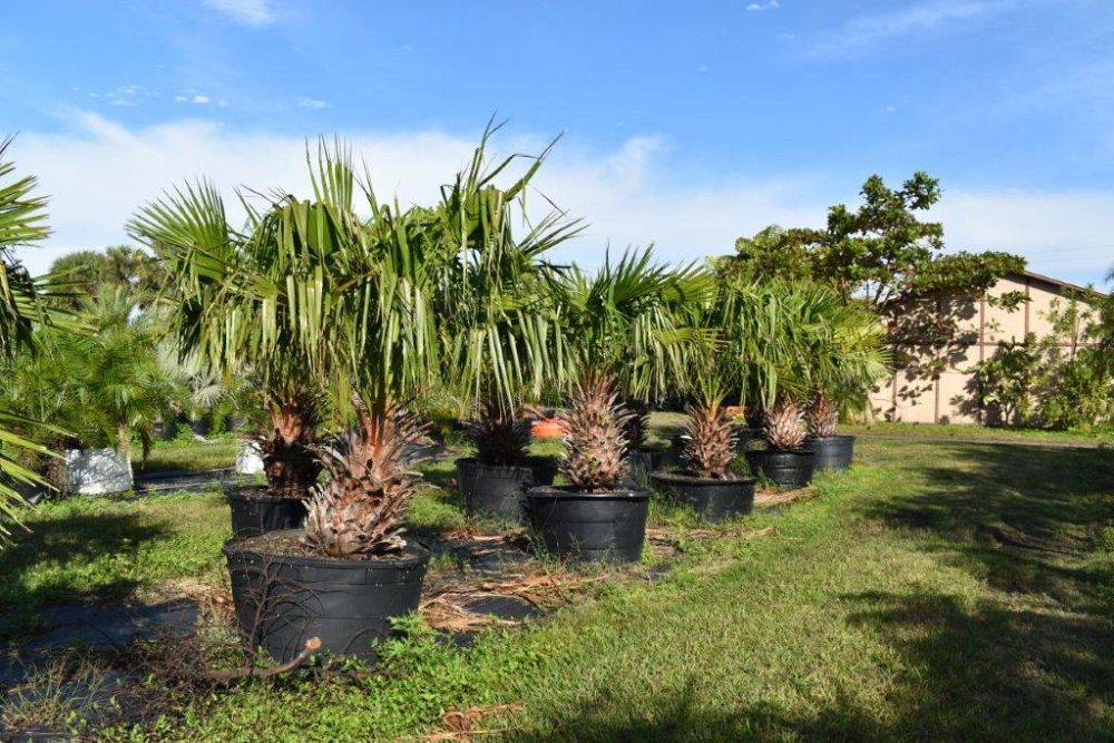 livistona-nitida-carnarvon-fan-palm