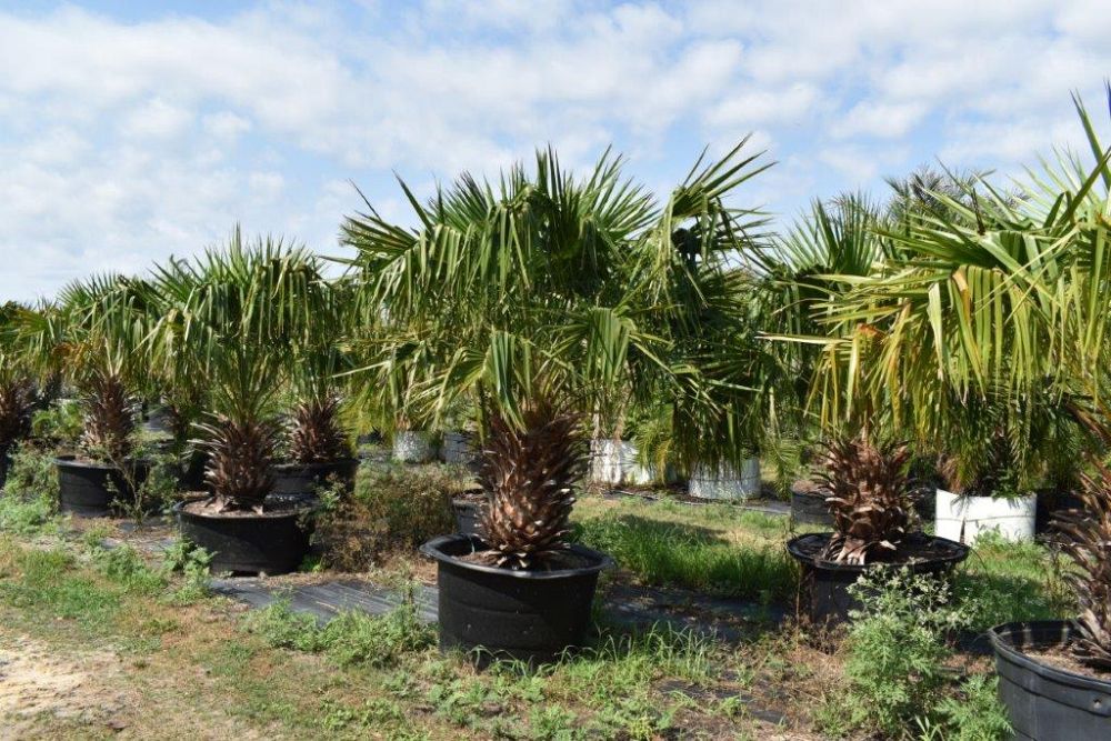 livistona-nitida-carnarvon-fan-palm
