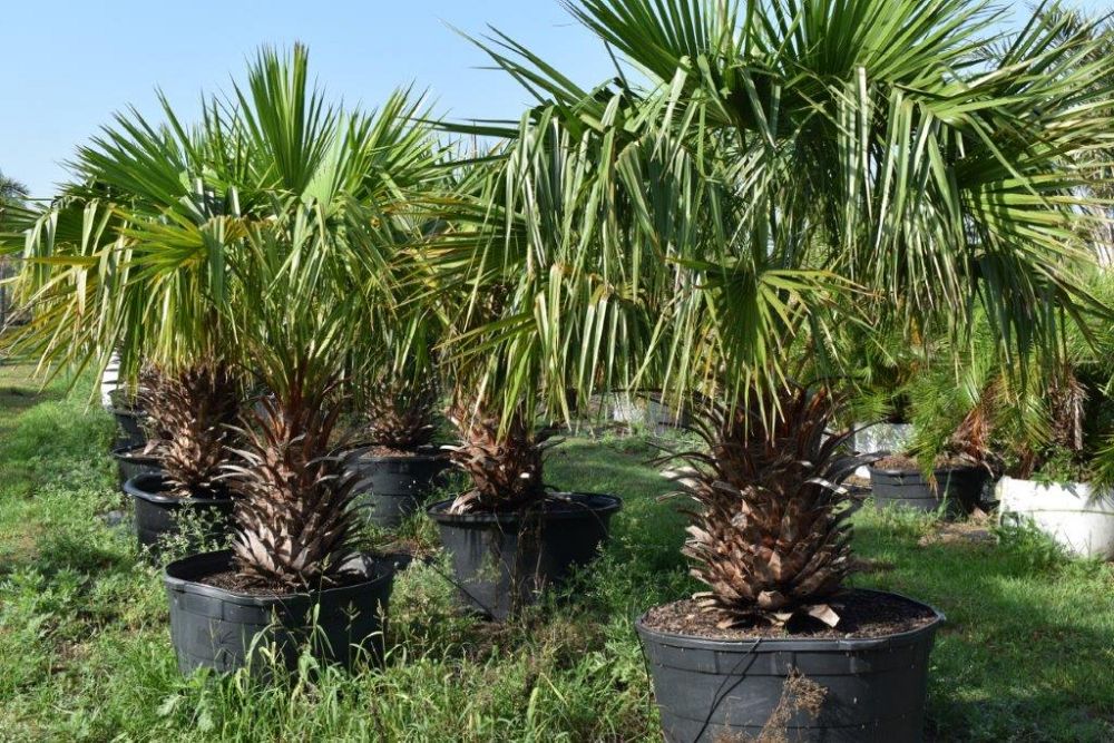 livistona-nitida-carnarvon-fan-palm