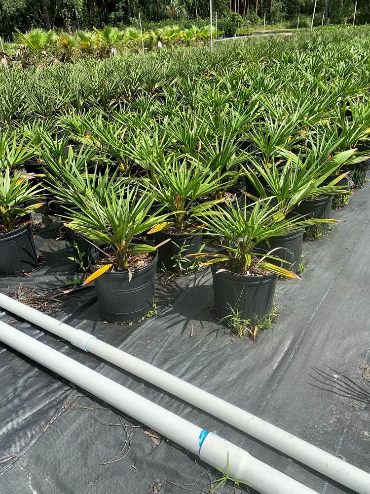 livistona-nitida-carnarvon-fan-palm