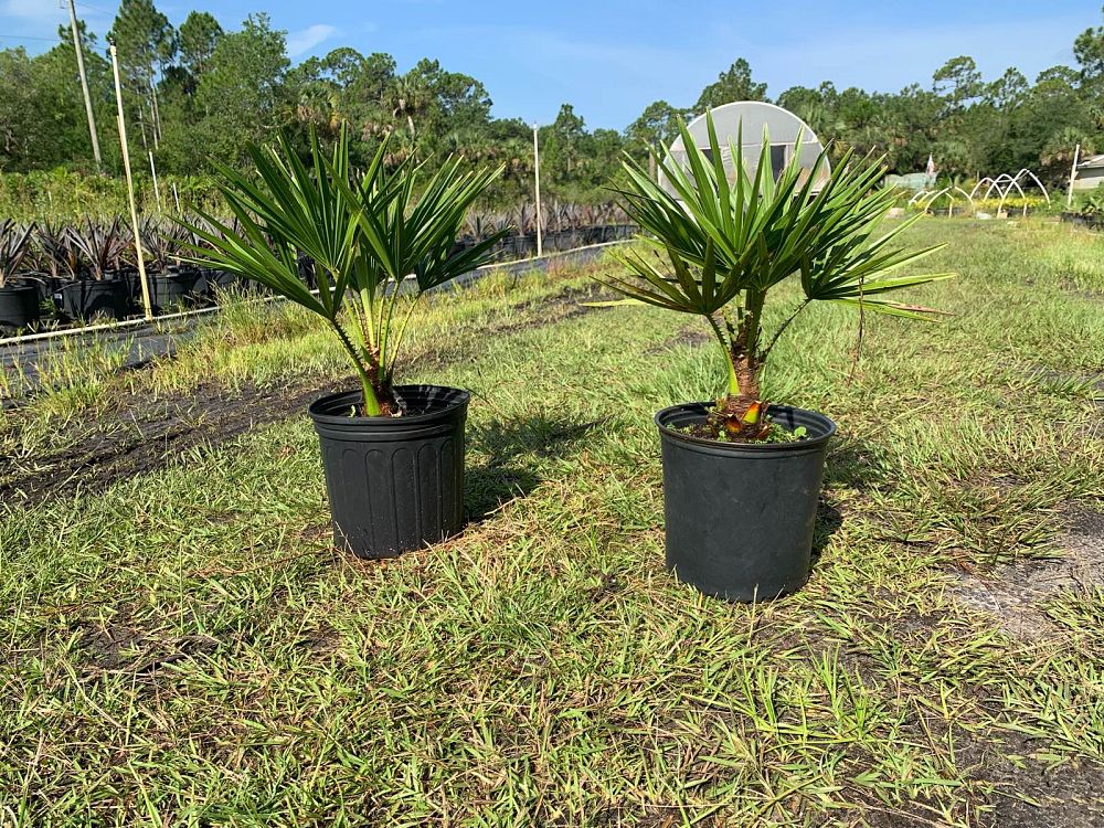 livistona-nitida-carnarvon-fan-palm