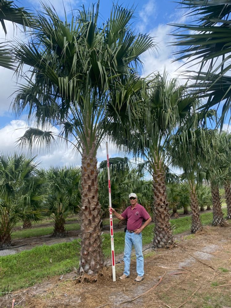 livistona-nitida-carnarvon-fan-palm