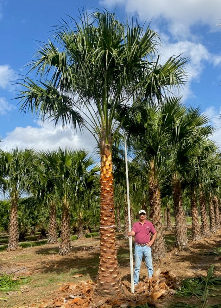 livistona-nitida-carnarvon-fan-palm