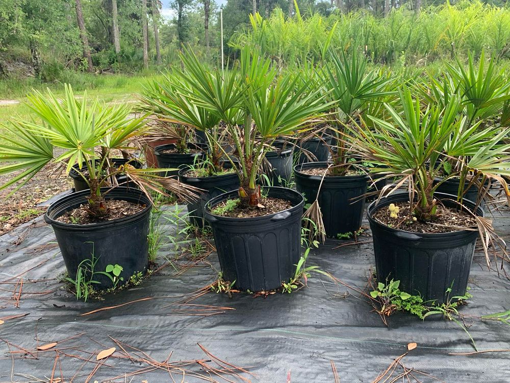 livistona-nitida-carnarvon-fan-palm