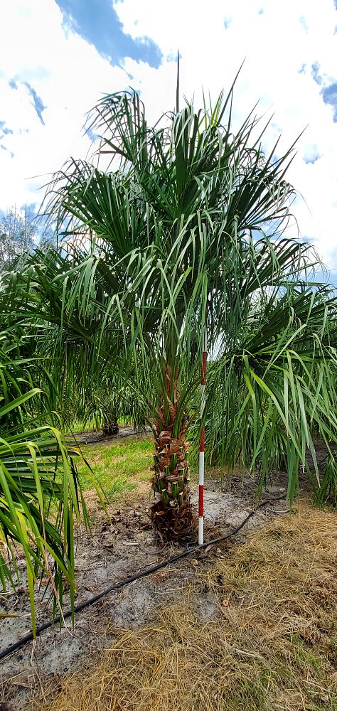 livistona-nitida-carnarvon-fan-palm