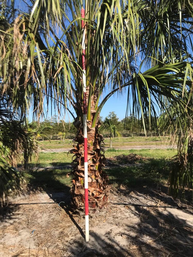 livistona-nitida-carnarvon-fan-palm