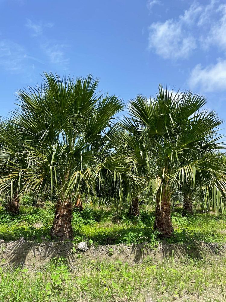 livistona-nitida-carnarvon-fan-palm