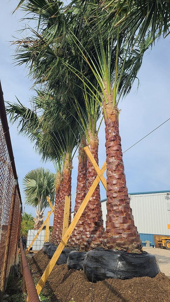 livistona-nitida-carnarvon-fan-palm
