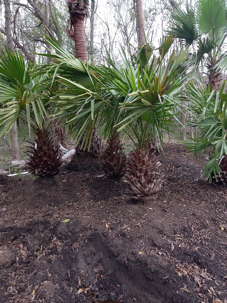 livistona-nitida-carnarvon-fan-palm