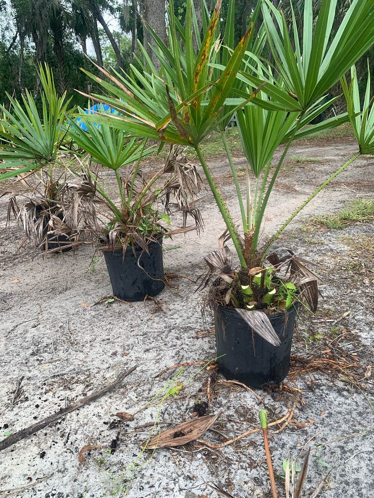 livistona-nitida-carnarvon-fan-palm