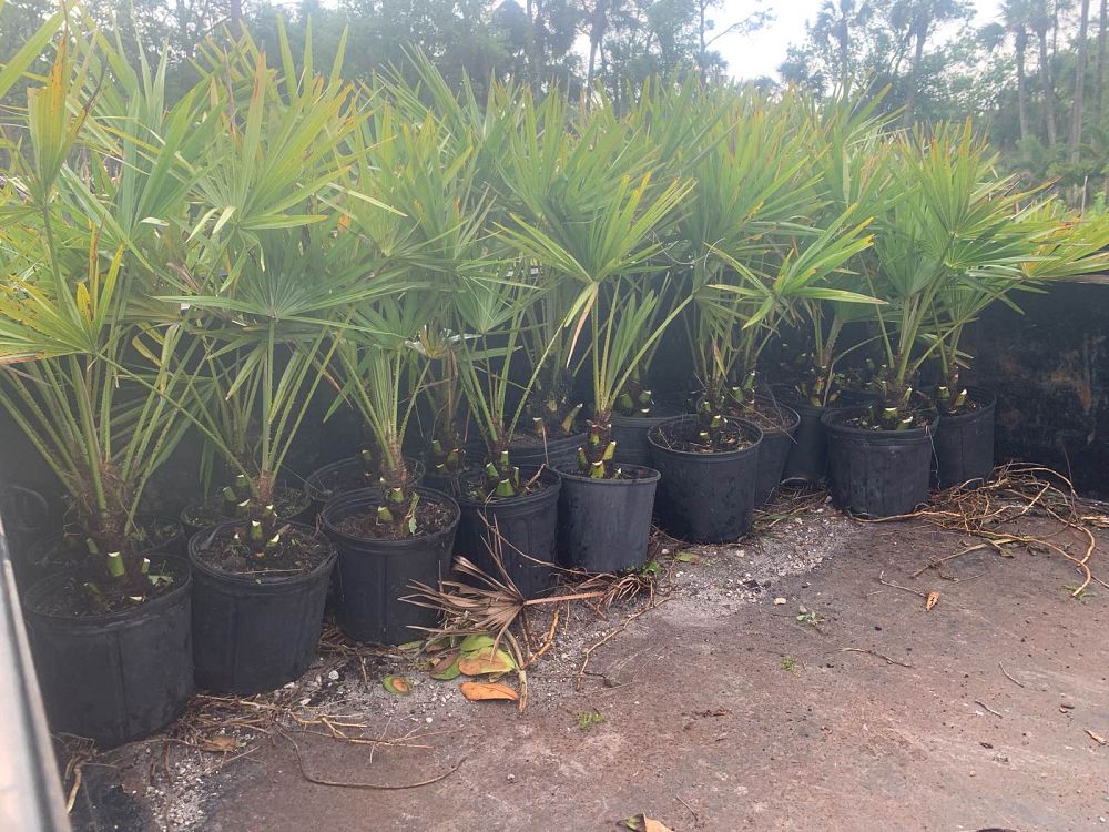 livistona-nitida-carnarvon-fan-palm